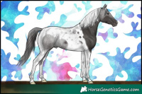 Horse Color:Smoky Black Tobiano Appaloosa 