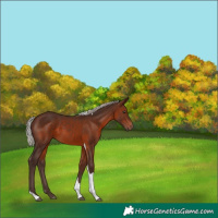 Horse Color:Silver Brown Tobiano