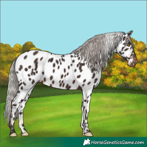 Horse Color:Silver Brown Appaloosa 