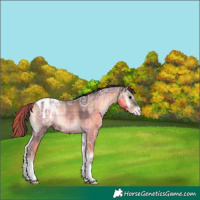 Horse Color:Plaid  Brown Ice Onyx Appaloosa 