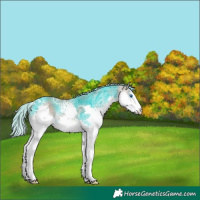 Horse Color:White Spotted Silver Grullo Ice Onyx Splash
