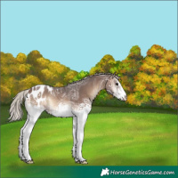 Horse Color:White Spotted Silver Brown Ice Onyx Blanket 