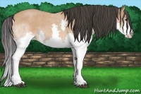Horse Color:Bay Roan Splash