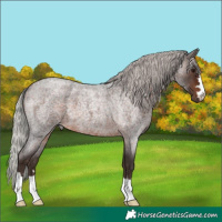 Horse Color:Silver Brown Roan 