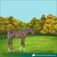 Horse Color:Silver Black Ice Tobiano