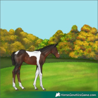 Horse Color:Liver Chestnut Tobiano 