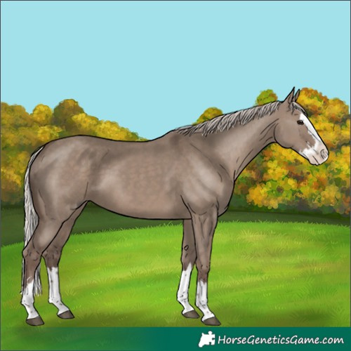 Horse Color:Silver Grullo Splash