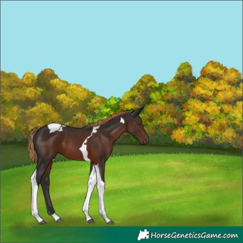 Horse Color:Liver Chestnut Tobiano 