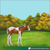Horse Color:Silver Bay Splash Tobiano