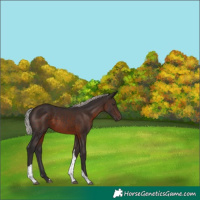 Horse Color:Silver Brown Tobiano