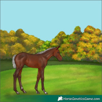 Horse Color:Silver Brown