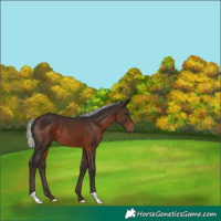 Horse Color:Silver Brown 