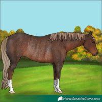 Horse Color:Liver Chestnut Rabicano 