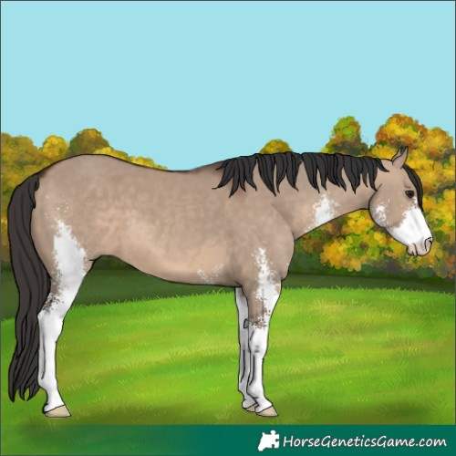 Horse Color:Brown Dun Sabino