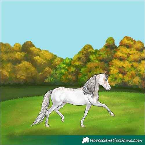 Horse Color:Silver Buckskin Dun Sabino Frame Appaloosa 