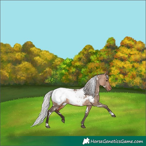 Horse Color:White Spotted Silver Brown Dun Appaloosa 