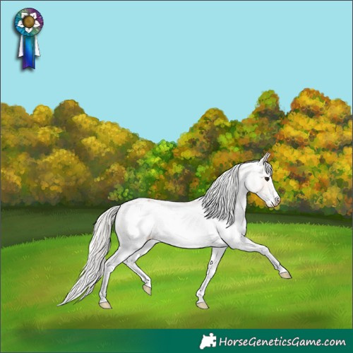 Horse Color:Silver Bay Dun Sabino Frame Appaloosa 
