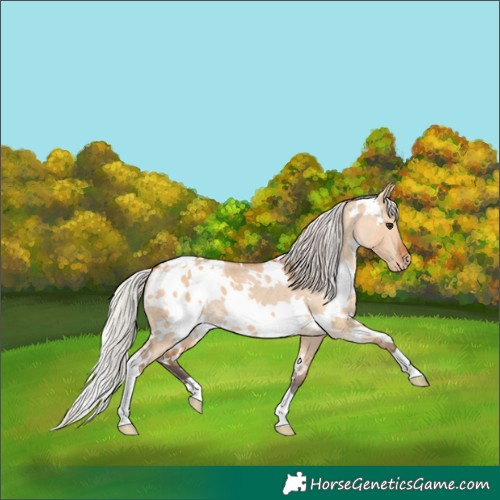Horse Color:White Spotted Silver Bay Dun Appaloosa 