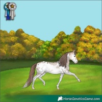Horse Color:Bay Dun Sabino Splash Frame Appaloosa Brindle 