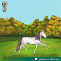 Horse Color:Bay Dun Sabino Splash Frame Appaloosa Brindle