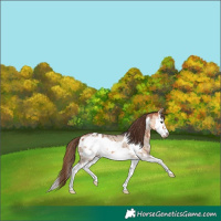 Horse Color:Bay Dun Sabino Splash Frame Appaloosa Brindle 