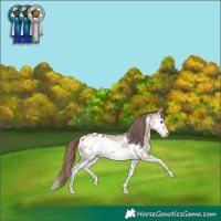 Horse Color:Bay Dun Sabino Splash Frame Appaloosa Brindle 