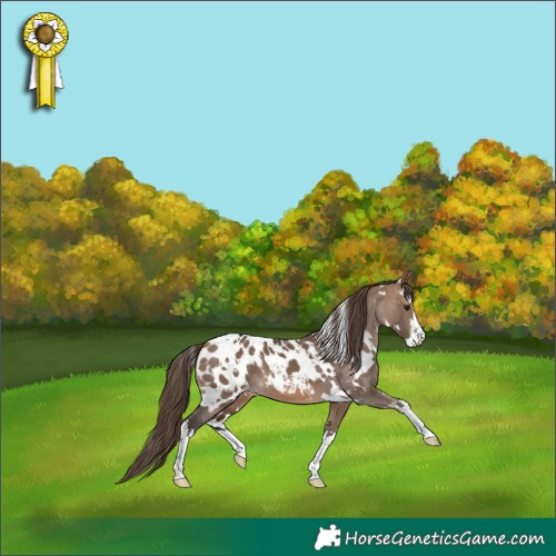 Horse Color:White Spotted Brown Dun Appaloosa 