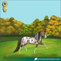 Horse Color:White Spotted Brown Dun Appaloosa 