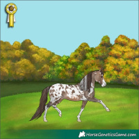 Horse Color:White Spotted Brown Dun Appaloosa 