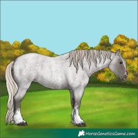 Horse Color:Silver Blue Roan Sabino