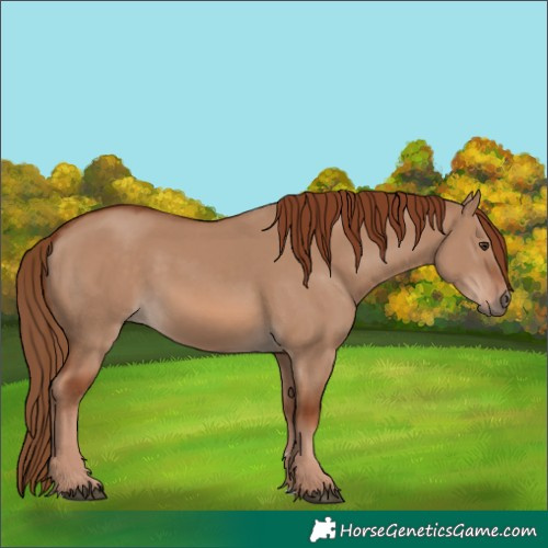 Horse Color:Red Dun 