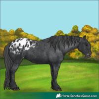 Horse Color:Black Blanket 