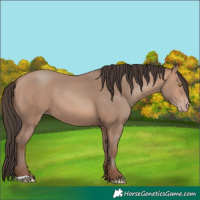 Horse Color:Sable Champagne
