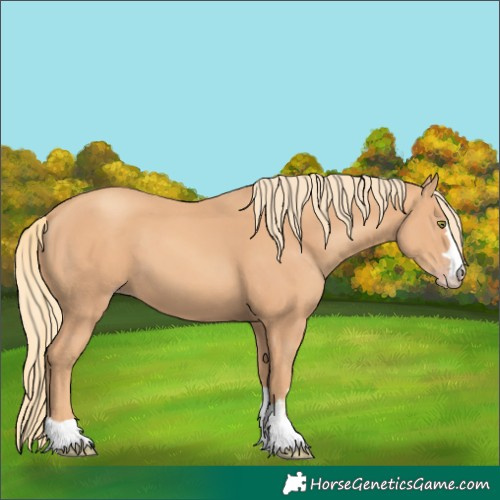 Horse Color:Gold Champagne 