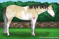 Horse Color:Buckskin Splash Tobiano 