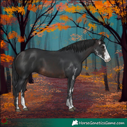 Horse Color:Brown Sabino Rabicano 