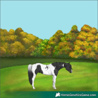 Horse Color:Black Tobiano 