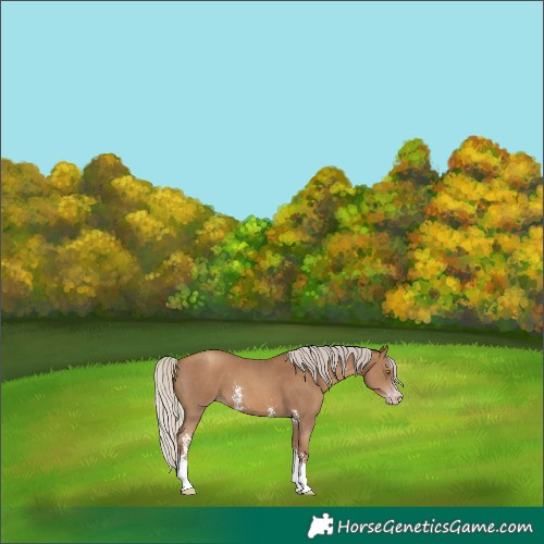 Horse Color:Gray Silver Classic Champagne Sabino 
