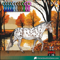 Horse Color:Liver Chestnut Appaloosa 