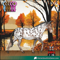 Horse Color:Liver Chestnut Appaloosa 