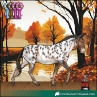 Horse Color:Liver Chestnut Appaloosa