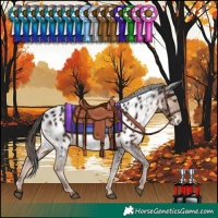 Horse Color:Liver Chestnut Near Leopard 