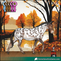 Horse Color:Liver Chestnut Appaloosa