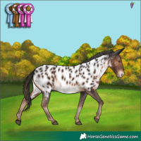 Horse Color:Liver Chestnut Appaloosa 