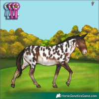 Horse Color:Liver Chestnut Appaloosa 