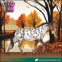 Horse Color:Liver Chestnut Appaloosa 