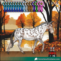 Horse Color:Liver Chestnut Near Leopard 