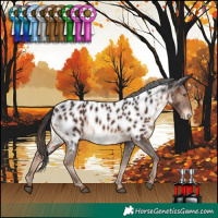 Horse Color:Liver Chestnut Appaloosa 