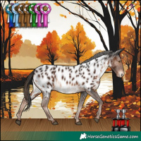 Horse Color:Liver Chestnut Appaloosa