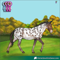 Horse Color:Liver Chestnut Appaloosa
